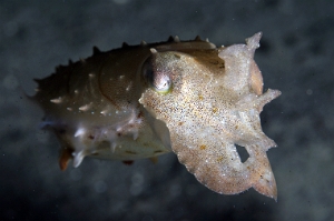 North Sulawesi-2018-DSC04415_rc- Broadclub cuttlefish juv. - Seiche - Sepia latimanus